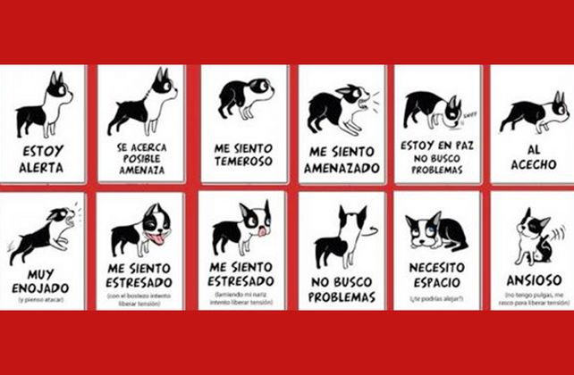 Cómo entender el lenguaje corporal de tu perro