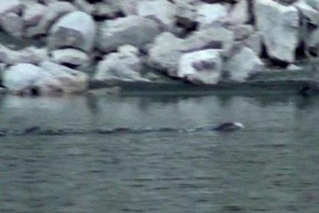 Misterio en Salta: un pescador aseguró ver a un reptil gigante en el dique Cabracorral