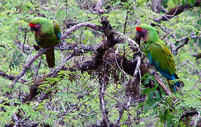 De excepción. Loros aliseros en la región de las Yungas. El ecosistema tiene