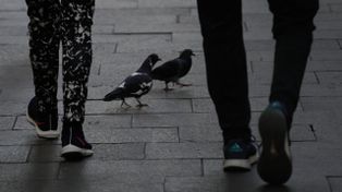 Palomas en la mira: un proyecto para declararlas plaga obtuvo media sanción en Santa Fe