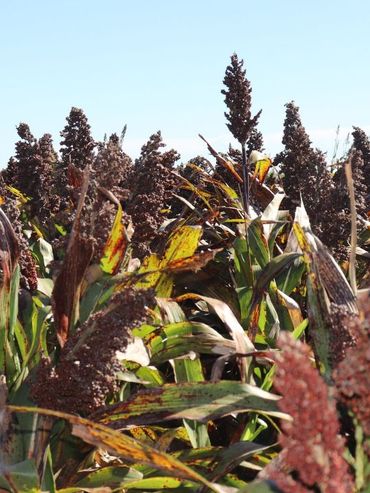 La superficie de sorgo cae 29%, aunque la producción resiste gracias a mejores rindes