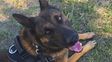 Dos perros policía de Santa Fe fueron campeones en búsqueda de drogas