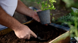Qué verduras y hortalizas sembrar en la huerta en agosto