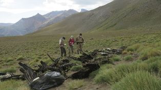 Aparecieron 34 cóndores muertos en Mendoza