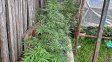 Más de 20 plantas de marihuana secuestradas en Concordia