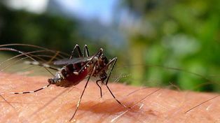 Son 750 los casos acumulados de dengue en la provincia de Santa Fe