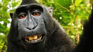 Un reportero le ganó un juicio a un mono por los derechos de autor sobre una selfie