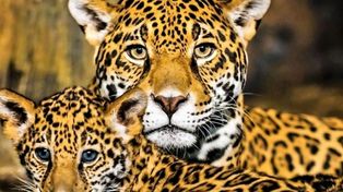 Dos yaguaretés mataron 172 flamencos en Foz de Iguazú