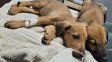 Impulsan un Hospital Público Veterinario en Santa Fe con atención gratuita y guardia de urgencias las 24 horas para perros y gatos