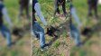 General Ramírez: denuncian a tres adolescentes por torturar y matar a un gatito y viralizar los videos en redes