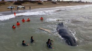 Tras horas de trabajo, rescataron a la ballena que había encallado en Mar del Tuyú