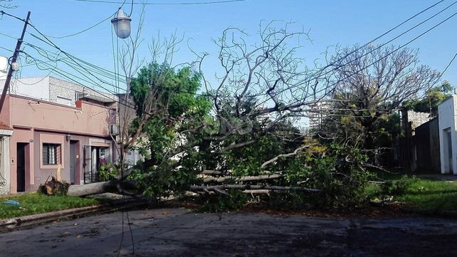 Árboles caídos en la ciudad por los fuertes vientos: Quintana y General Paz