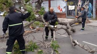El viento derribó en Rosario más de veinte árboles y ramas de gran porte
