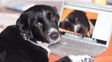Día del Animal: ¿tu perro es más famoso que vos en Twitter?