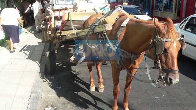 Promulgaron la prohibición de carros de tracción a sangre y la utilización de látigos contra animales