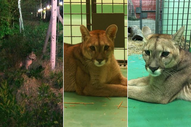 Rescataron a un puma que era mantenido como mascota en forma ilegal