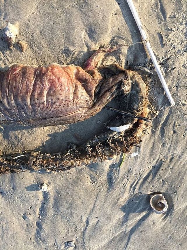 La monstruosa criatura que apareció tras el paso del huracán Harvey