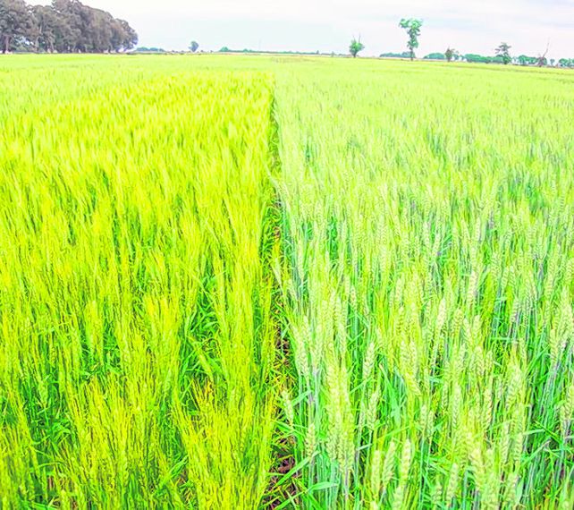 Reducen a 15 millones de toneladas la producción de trigo de este ciclo