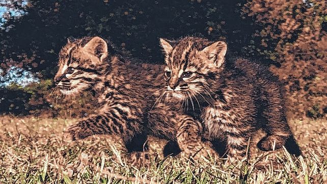 Viven 300 ejemplares en el santuario de animales de Colón