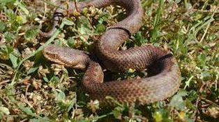 Un niño de un año y medio mató a mordiscos una serpiente venenosa en Brasil