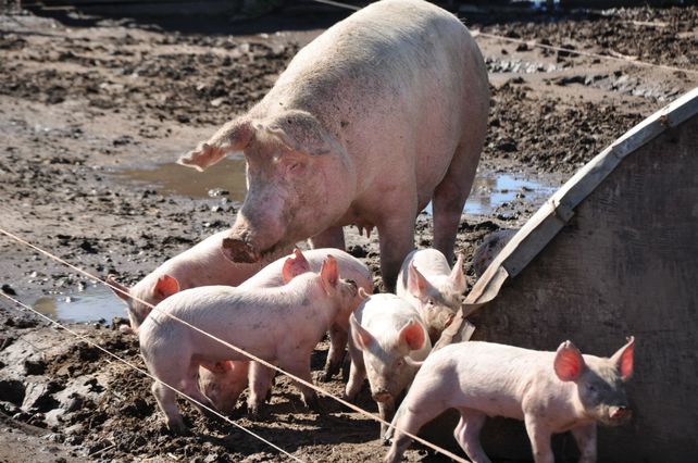 Cambio. Los precios del capón porcino suben más que los granos