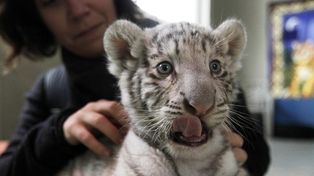 Las tiernas imágenes de un tigre de Bengala nacido en cautiverio en un zoológico