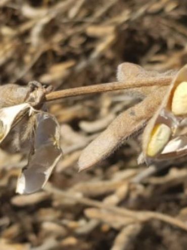 PIE V: la comercialización de soja llegó a 5,4 millones de toneladas