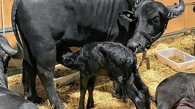 Ternura: la búfala que nació en La Rural y es atracción