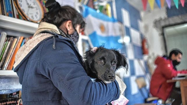 Castración y vacunación para las mascotas