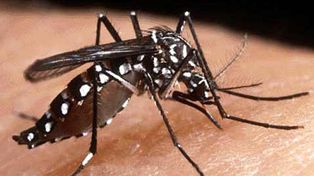 Alerta por situación de dengue en diferentes países limítrofes