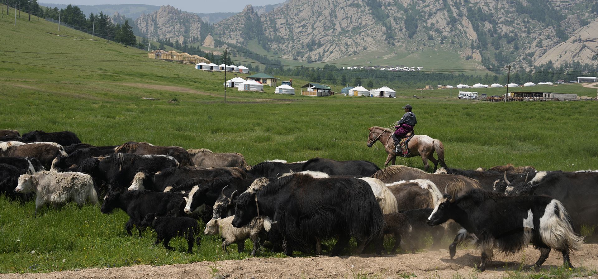 Un pastor mongol guía yaks a través de las llanuras cercanas al Parque Nacional Terejl en las afueras de Ulán Bator, Mongolia, el miércoles 3 de julio de 2024. (Foto AP/Ng Han Guan) Un pastor mongol guía yaks a través de las llanuras cercanas al Parque Nacional Terejl en las afueras de Ulán Bator, Mongolia, el miércoles 3 de julio de 2024. (Foto AP/Ng Han Guan)