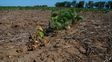 La sequía severa castiga a casi 23 millones de hectáreas en todo el país