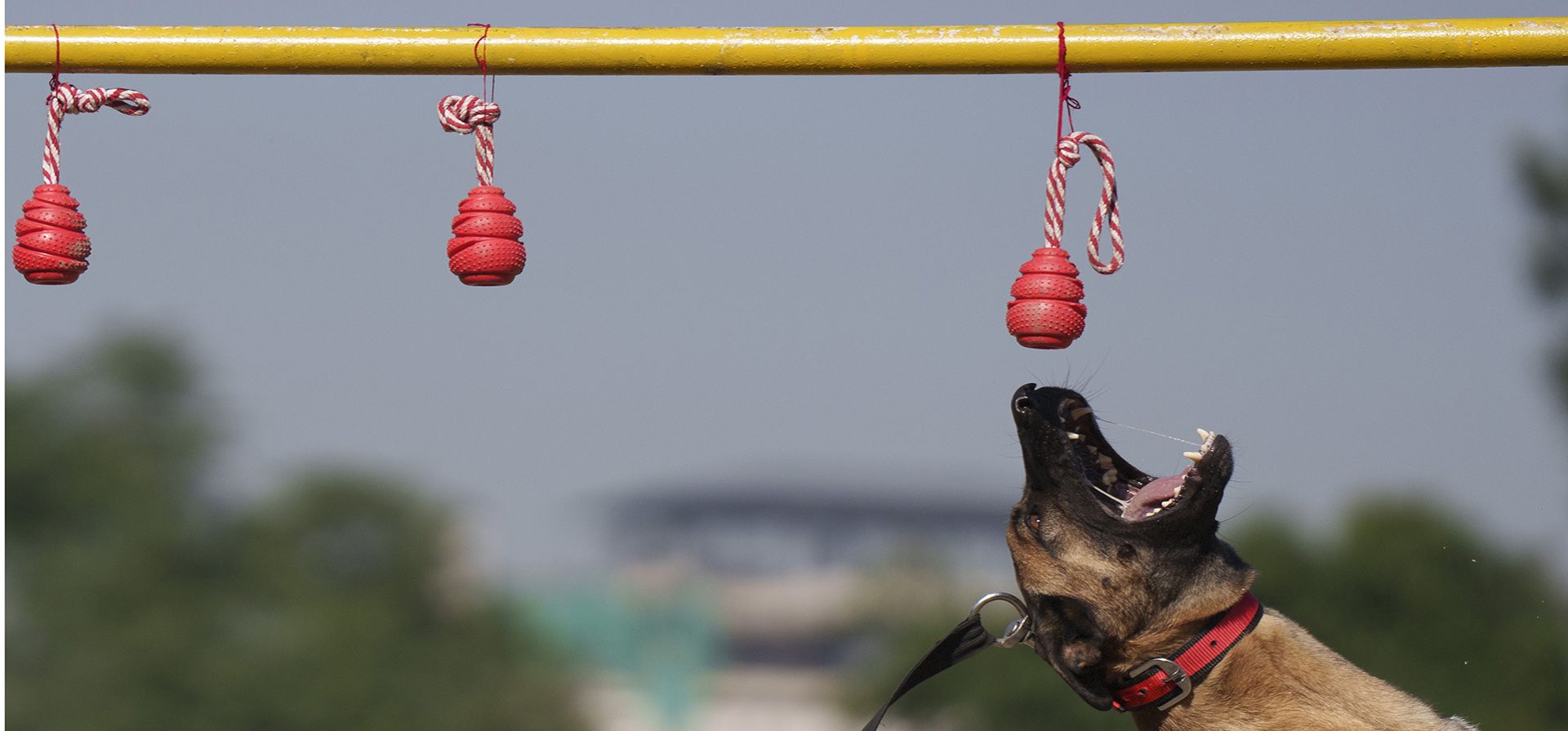 Un perro policía realiza acrobacias durante el festival de perros Kukkur Tihar en su división de perreras en Katmandú, Nepal, el lunes 24 de octubre de 2022. Los perros son adorados para reconocer su papel en la seguridad durante Kukkur Tihar, que cae en el segundo día del festival Tihar, uno de los festivales hindúes más importantes de esta nación del Himalaya.