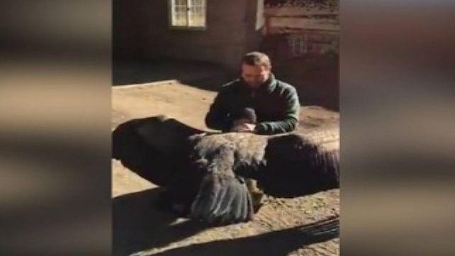 La verdadera historia detrás del video viral del cóndor
