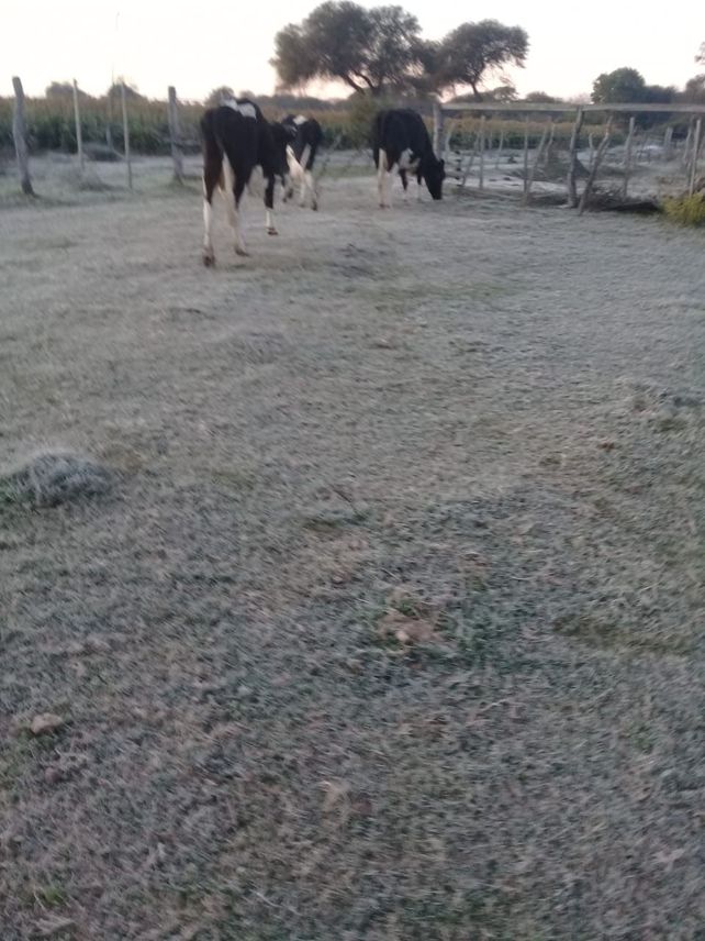 El frío como protagonista: Imágenes de las primeras heladas de junio