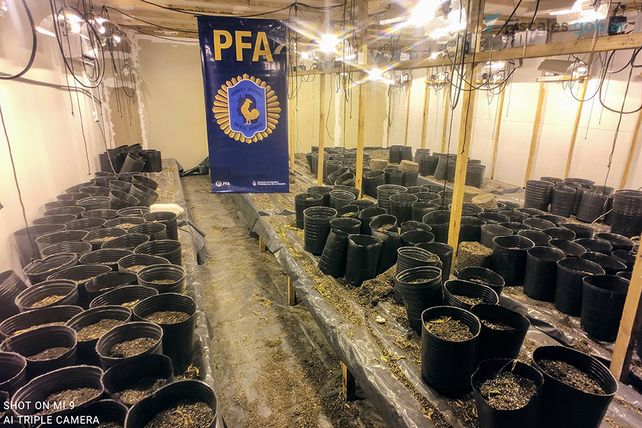 Narcotráfico: condenan a cuatro hombres por un cultivo de 269 plantas de marihuana en Rosario