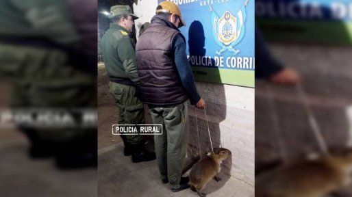 Corrientes: ni el carpincho se salvó del paredón