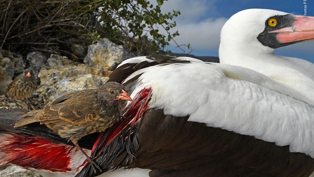 Imágenes ganadoras del premio Fotógrafo de Vida Silvestre 2018
