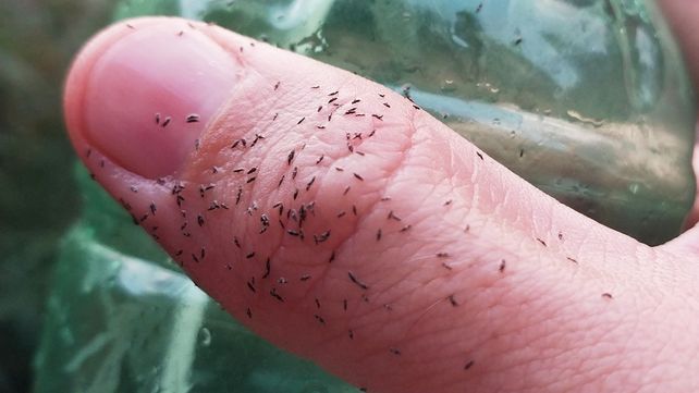 Buenos Aires sufre una auténtica invasión de bichitos negros milimétricos