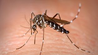 Hubo 6.700 nuevos casos de dengue en una semana en el país