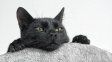 Alertan por el riesgo de maltrato a gatos negros y blancos ante la llegada de Halloween