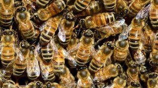 Las abejas van por su propia ley en Santa Fe: el rol clave de un insecto cada vez más relevante.