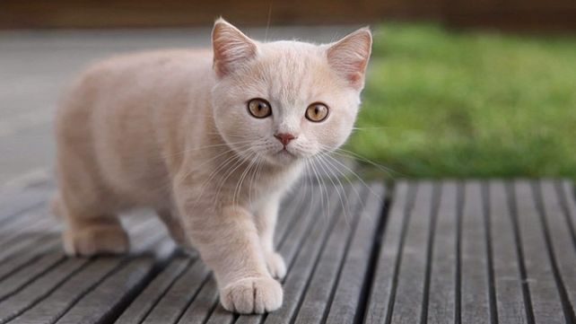 Día Internacional del Gato: ¿sabías que ver videos de gatitos es bueno para la salud?