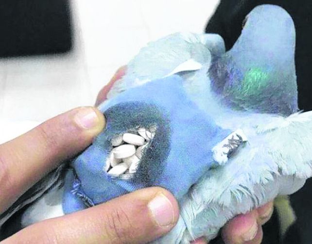 narco reparto. La paloma y el cargamento dentro de una bolsita.