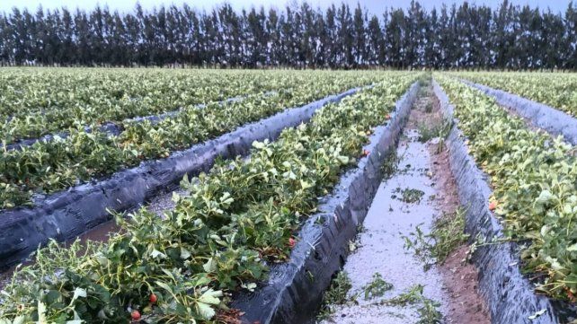 Coronda: el granizo dañó casi 200 hectáreas de frutillas y afectó totalmente el abastecimiento de la industria&nbsp;