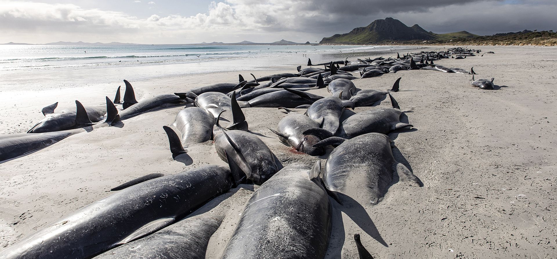 Una hilera de ballenas piloto muertas se alinea en la playa de Tupuangi Beach, Islas Chatham, en el archipiélago de Chatham en Nueva Zelanda, el sábado 8 de octubre de 2022. Unas 477 ballenas piloto han muerto después de vararse en dos playas remotas de Nueva Zelanda en los últimos días, informaron las autoridades.