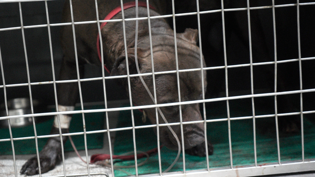 El perro pitbull se recupera en la clínica de Carlos Cossia. Hoy le dan el alta. 