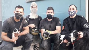 Rescataron a un grupo de cachorros que había caído a un desagüe