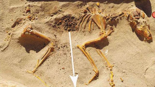 Los datos sobre el descubrimiento del cementerio de mascotas más antiguo del mundo fueron publicados en la revista World Archaeology.