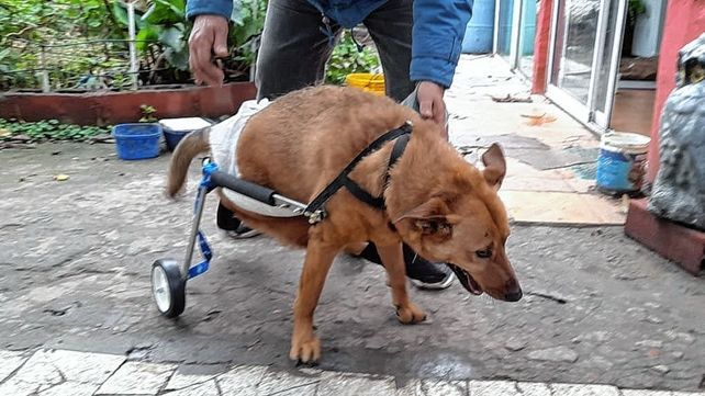 Policía paranaense confecciona carritos para mascotas con problemas de movilidad